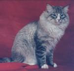 ���� ��� ������ (����)