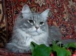 Dymka Laskovyi Zver (����)