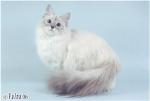 ���� ���������� ����� (����)