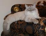 Charodey Danvel (����)