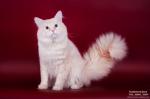 �������� ������������ ������ (����)