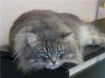 ����� �� ���� ����� (����)