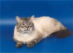 Entony (����)