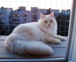 ������� ���-������ (����)