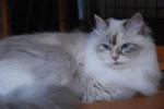 Danusia Snezhnaya El-Magrib (����)