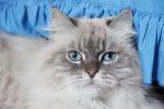 �������� ������ (����)