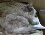 ����� ������ (����)