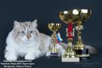 Aristokrat (����)