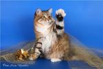 Ideal Sladkoe Pyatnyshko (����)