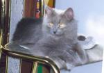����� (����)