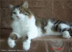 ����� �������� �������� (����)