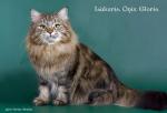 ������� ����� ������ (����)