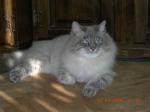 ������ ��������� ���� (����)