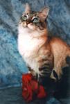 ������ ������ (����)