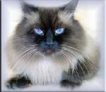 Sensei Al-Maghrib (����)