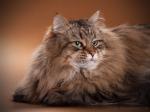����� for ������ (����)