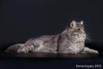 �����-������� ������ (����)
