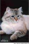 ������-������� ���������� ����� (����)