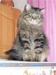 ������ ������-���.*RU (����)