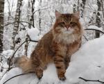 �������� ������� (����)