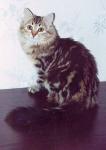 ���� �������� ����� (����)