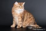 Yevdokiya Crown of Siberia (����)