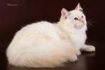��������� ��� ���� (����)
