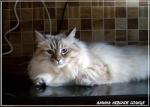 ����� ������� ������ (����)