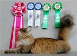 ������� �� ���� ����� (����)
