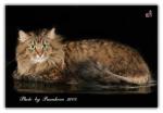 ����� ����� ������� (����)