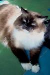 ������ ��� ������ (����)