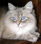 ����� ������� ���� (����)
