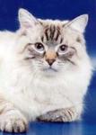 �'����� ������ ���� (����)