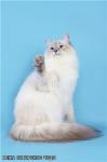 Nezha Sibirskoe Chudo (����)