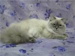 ������ ������������ ������� (����)