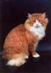 ������ ������� (����)