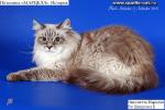 ��������� ������� (����)