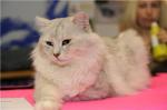 Cezar Serebryanyj Dozhd (����)