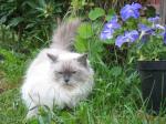 ���� ��������� �������� (����)