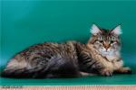 ����� ������ (����)