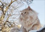 ������ (����)