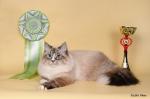 ������� �������� ��� (����)