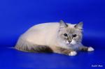 ����� ��������� (����)