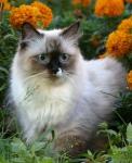������ ���������� ����� (����)