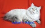 �������� �� ������� (����)