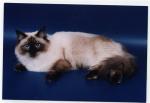 ��������� ���������� ����� (����)