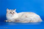 ������� (����)