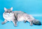 ������ ����� (����)