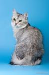 Vasilisa Volzskaja Krasa (����)