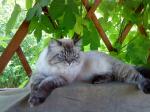 ����� (����)